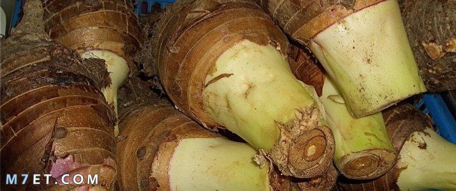 What are the most important benefits of taro taro 1 Photo No. 4 Taro benefits